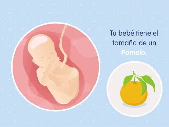 Mi embarazo de 19 semanas Mi embarazo de 19 semanas