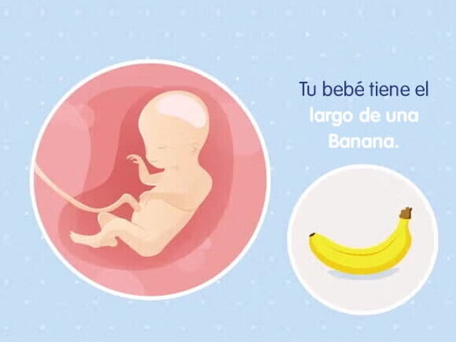 Mi embarazo de 20 semanas Mi embarazo de 20 semanas