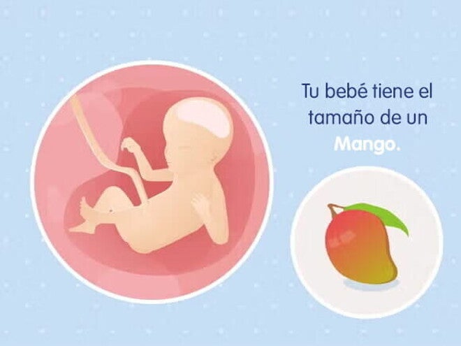 Mi embarazo de 23 semanas Mi embarazo de 23 semanas
