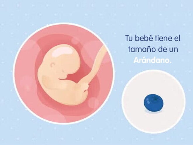 Mi embarazo de 7 semanas Mi embarazo de 7 semanas