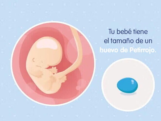 Mi embarazo de 8 semanas Mi embarazo de 8 semanas