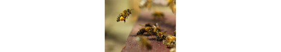 Miel de abejas Miel de abejas